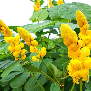 Drought & Heat Tolerant Senna Alata Seeds – Flower Plant