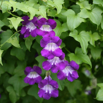 Climbing Snapdragon Seeds – Flower Plant