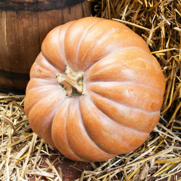 Amish Pie Squash Seeds – Vegetable Plant