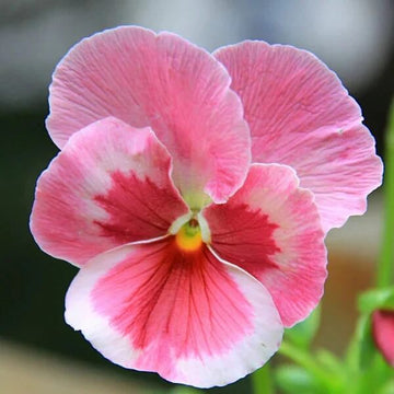 Pink Red Pansy Seeds – Flower Plant