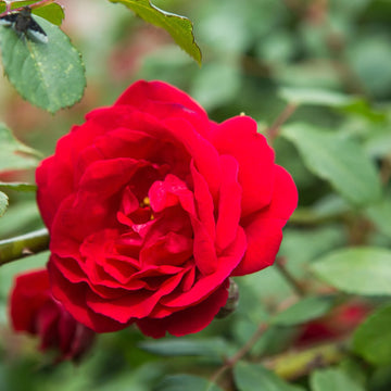 Fragrant Climbing Rose Seeds – Flower Plant