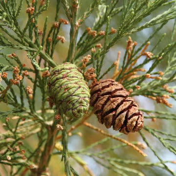 Giant Sequoia Seeds – Herbal Plant