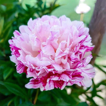 Candy Stripe Peony Seeds – Vegetable Plant