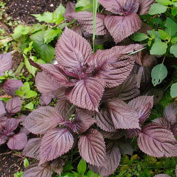 Perilla Seeds - Herbal Plant For Home Gardens