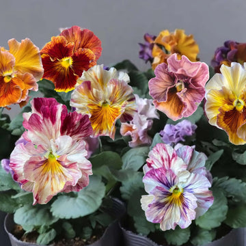Cut Pansy Seeds – Flower Plant