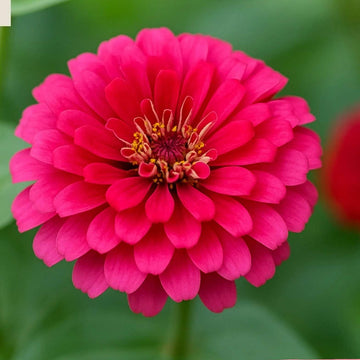 French Pink Marigold Seeds – Flower Plant