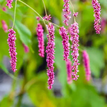 Kiss-Me-Over-The-Garden-Gate Seeds - Flower Plant