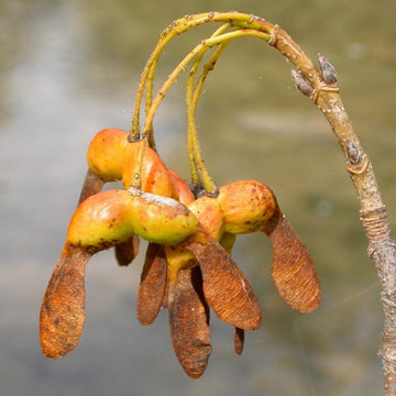 Sugar Maple Seeds – Herbal Plant
