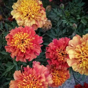 French Strawberry Blonde Marigold Seeds – Flower Plant