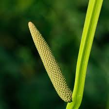 Sweet Flag Seeds - Herbal Plant