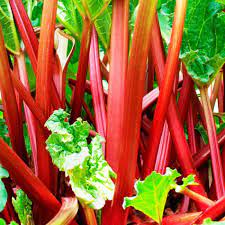 Rhubarb Seeds - Vegetable Plant For Home Gardens