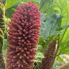 Giant Rhubarb Seeds – Herbal Plant
