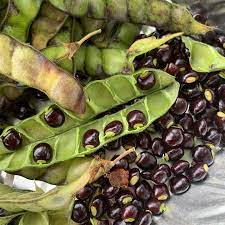 Cajanus Cajan Pigeon Pea Seeds – Vegetable Plant