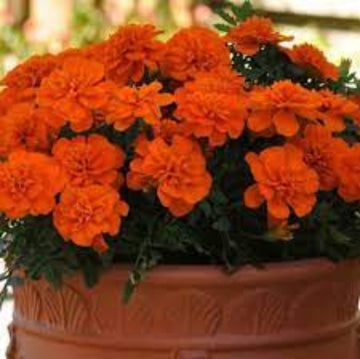 Safari Tangerine Marigold Seeds – Flower Plant