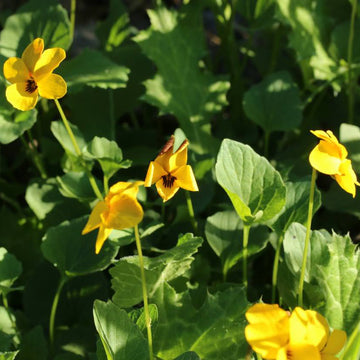 Yellow Johnny Jump Up Seeds – Flower Plant