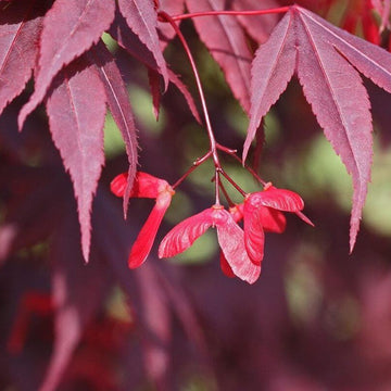 Japanese Maple Seeds - Herbal Plant