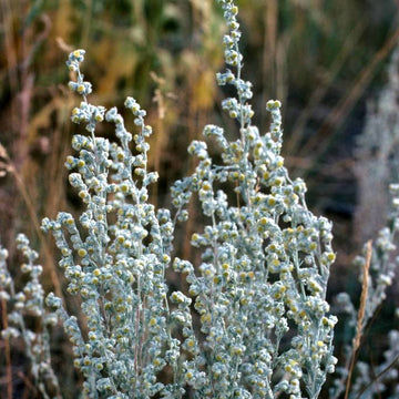 Fringed Sagebrush Seeds – Herbal Plant