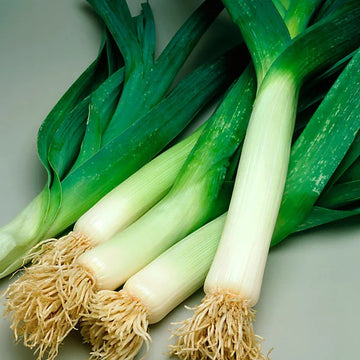 Large American Flag Leek Seeds –  Vegetable Plant