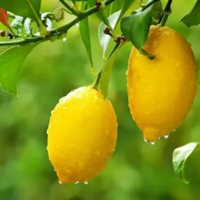 Lemon Seeds – Villafranca