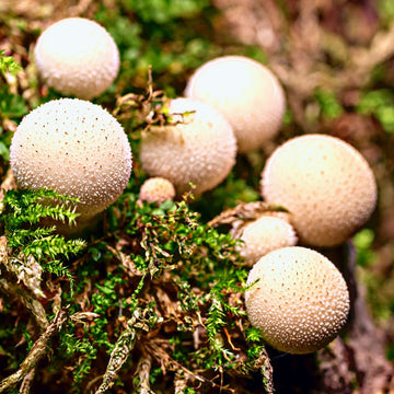 Puffball Mushroom Seeds - Vegetable Plant