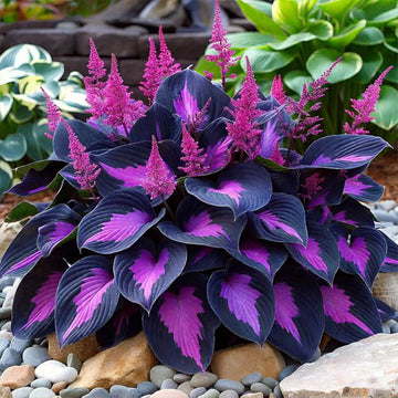 Hosta Seeds –  Purple Black Shade