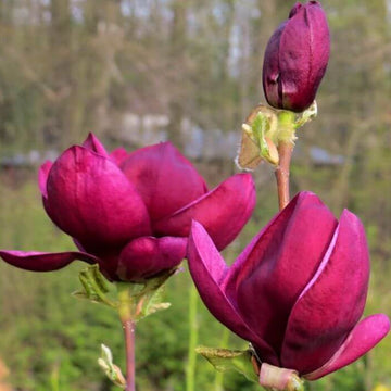 Purple Yulan Magnolia Seeds – Flower Plant