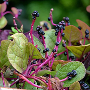 Red Stem Spinach Seeds – Herbal Plant