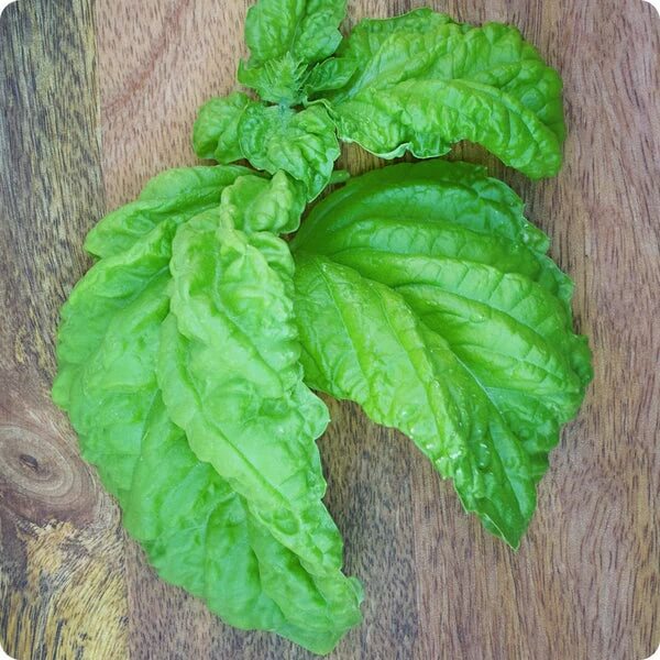 Mammoth Leaf Ocimum Basilicum Basil Seeds