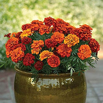 French Fireball Marigold Seeds – Flower Plant