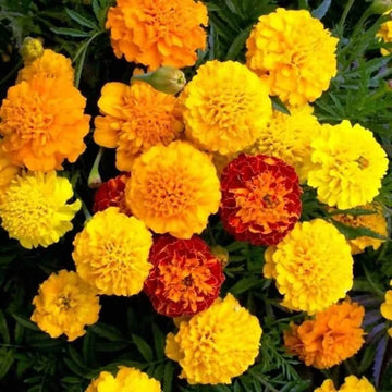Jafri Marigold Seeds – Flower Plant
