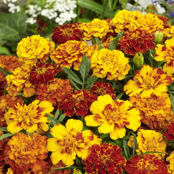 Safari Mix Marigold Seeds – Flower Plant