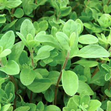 Marjoram Seeds - Herbal Plant For Home Gardens