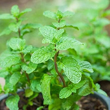 Culinary Mint Seeds – Vegetable Plant