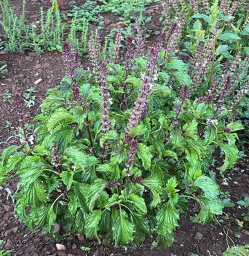 Basil Seeds – Mrihani Ocimum Basilicum Organic