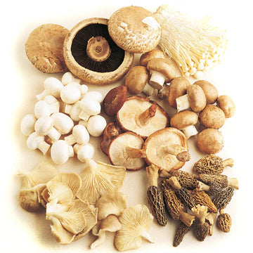Mixed Mushroom Seeds – Vegetable Plant