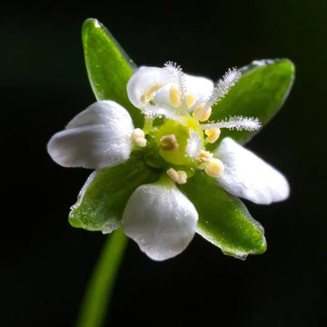 Irish Moss Seeds -  Herbal Plant