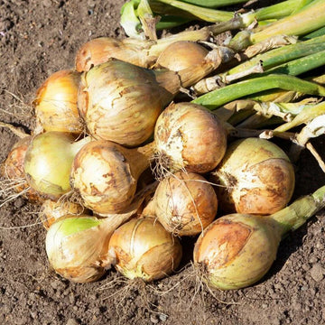 Vidalia Onion Seeds – Vegetable Plant