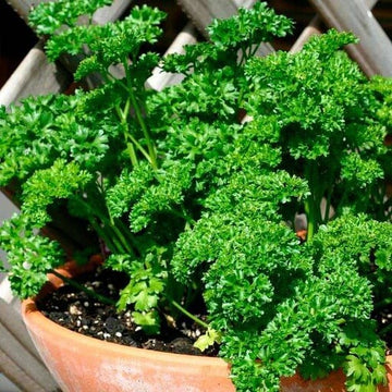 Green Parsley Seeds – Herbal Plant