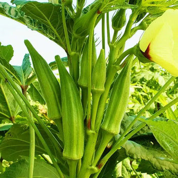 Okra Seeds - Vegetable For Home Gardens