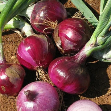 Red Burgundy Onion Seeds – Vegetable Plant