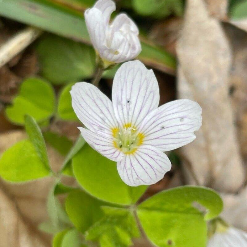 oxalis flower seeds - Acetosella 