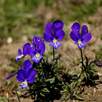 Blue and White Johnny Jump Up Seeds - Flower Plant
