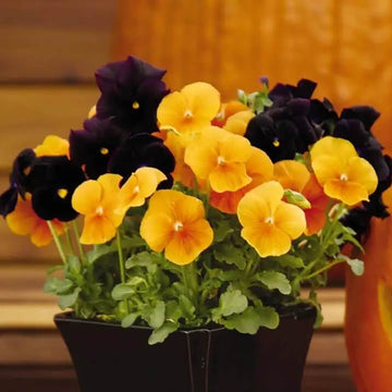 Halloween Mix Pansy Seeds – Flower Plant