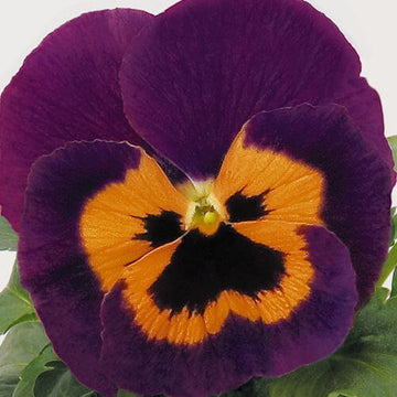 Orange Violet Pansy Seeds – Flower Plant