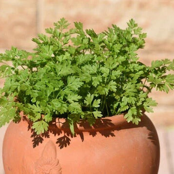  parsley Chervil Seeds – Garden