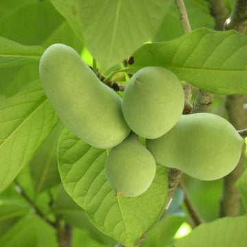 Cultivated Improved Pawpaw Seeds – Fruit Plant