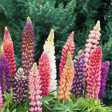 Wildflower Mix Lupine Seeds –  Flower Plant
