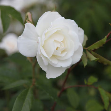 Climbing Iceberg Rose Seeds – Flower Plant