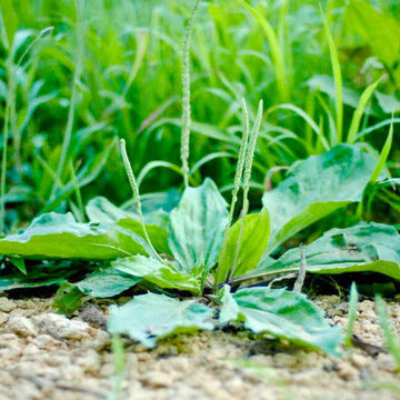 Green Plantago Major Seeds – Herbal Plant