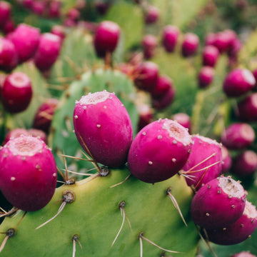 Pink Spineless Opuntia Seeds – Herbal Plant